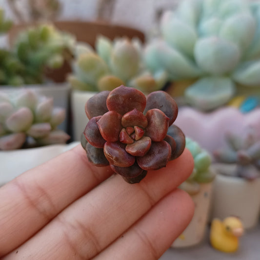 Graptosedum 'Adria Bubbaloo'