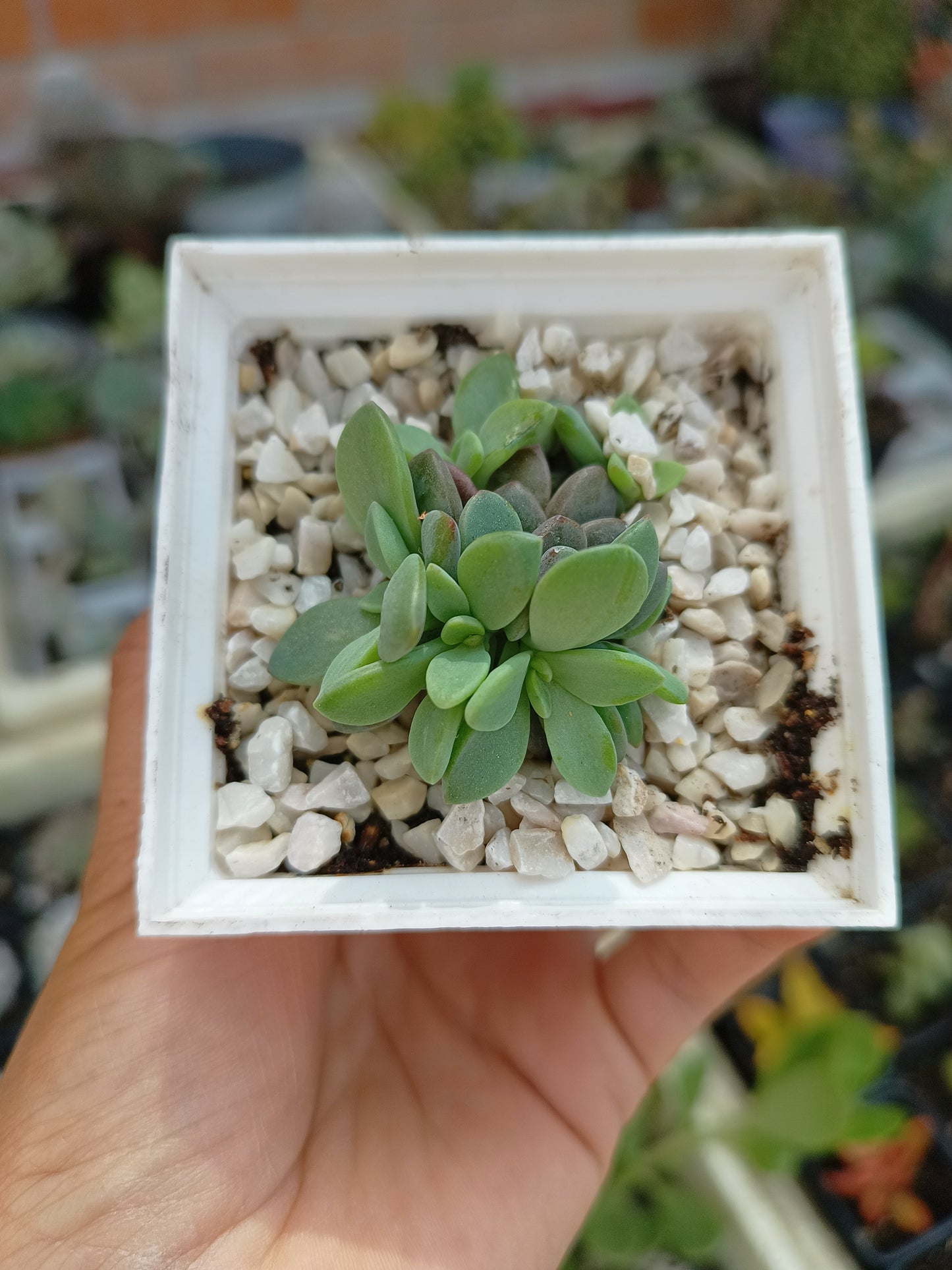Echeveria 'Rezry"