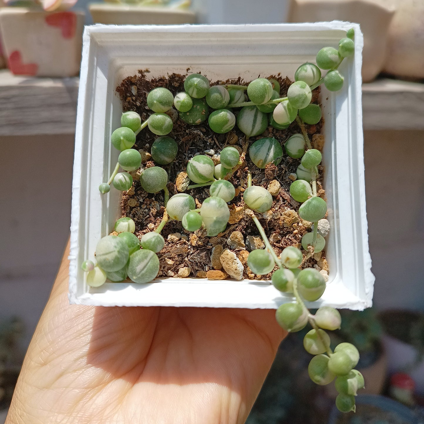 Curio rowleyanus