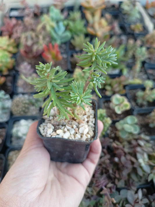 Sedum griseum