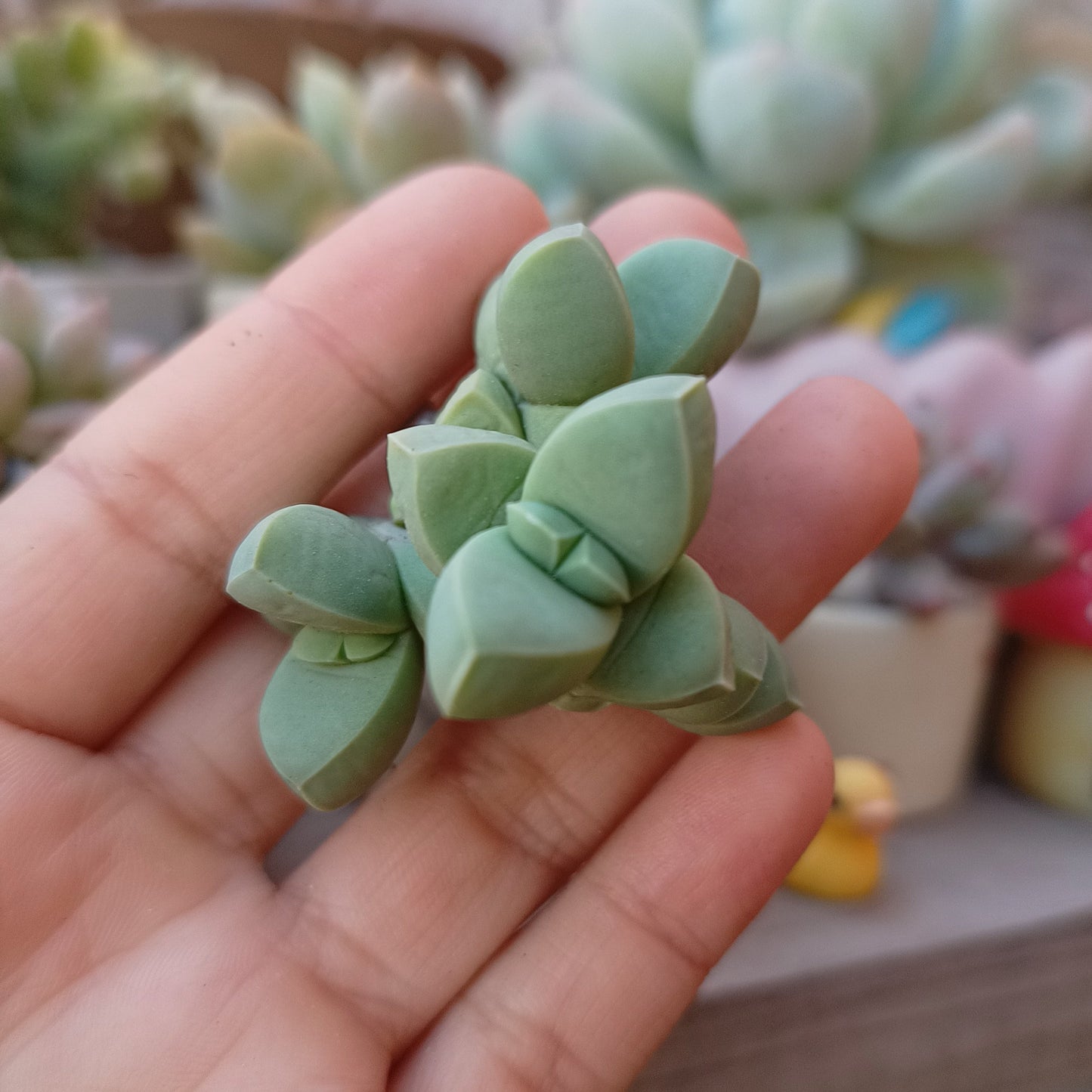 Corpuscularia lehmannii