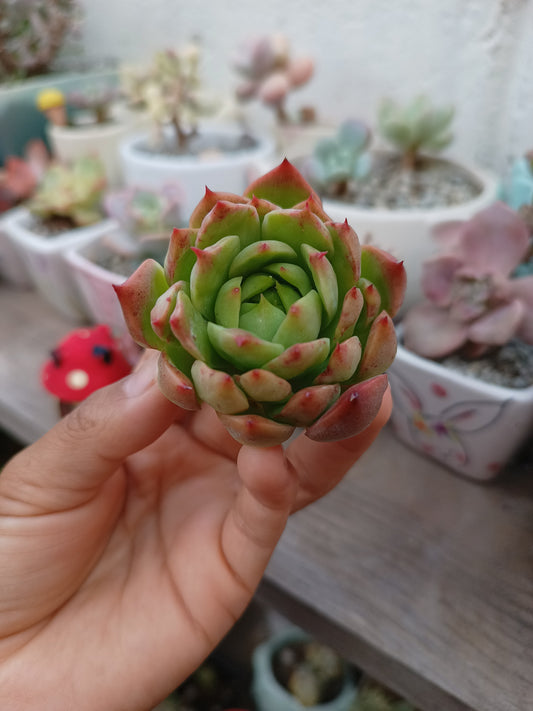 ×Echeveria agavoides 🇰🇷