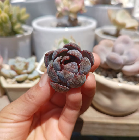 Echeveria 'Blueberry'