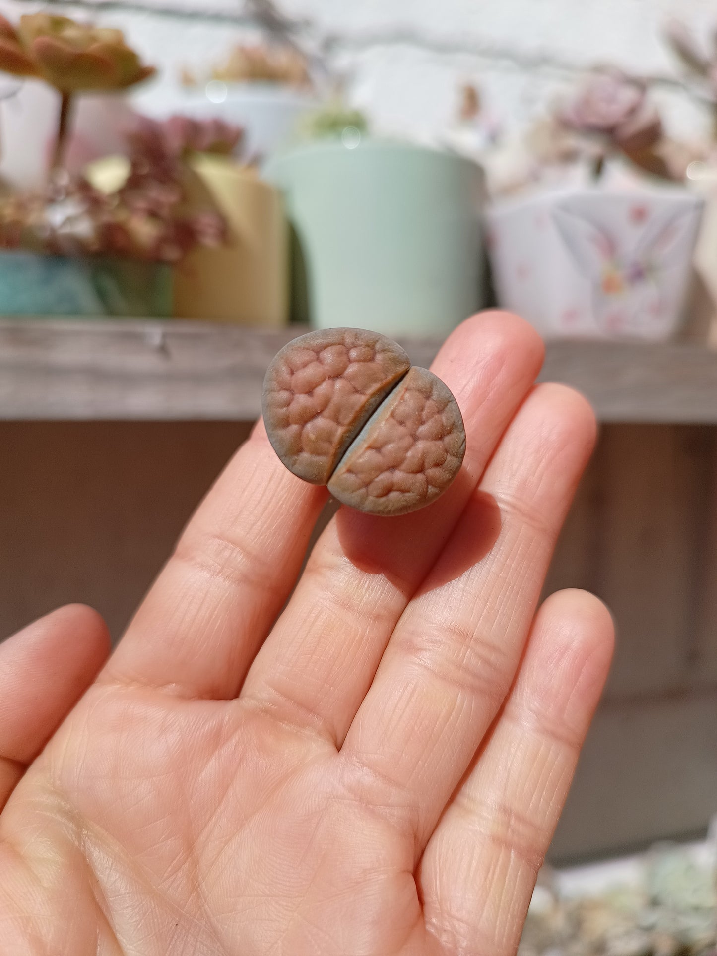 Lithops