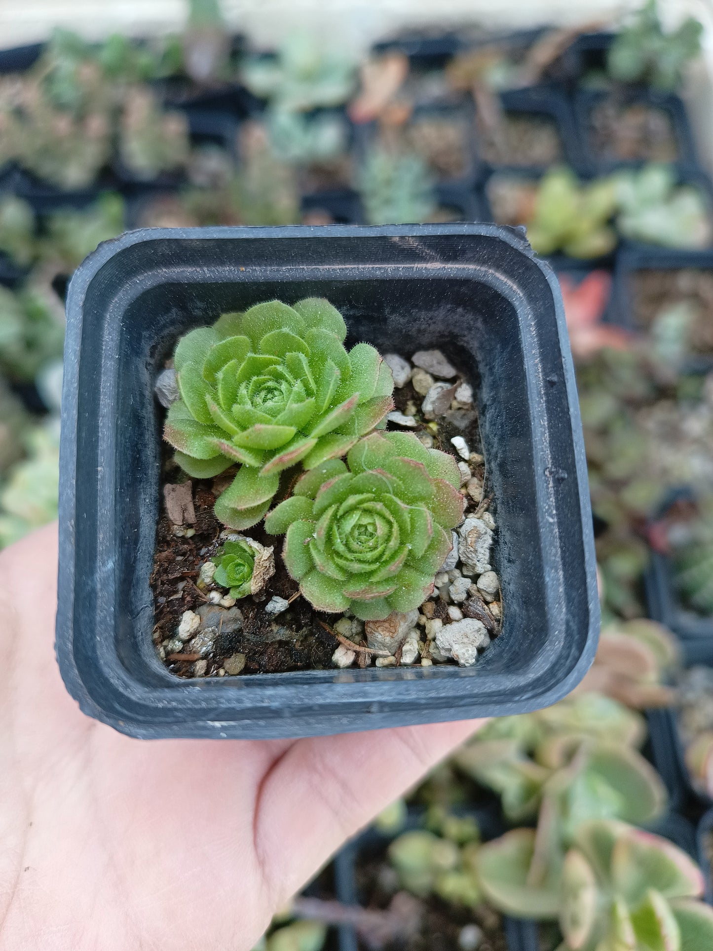 Rosularia platyphylla