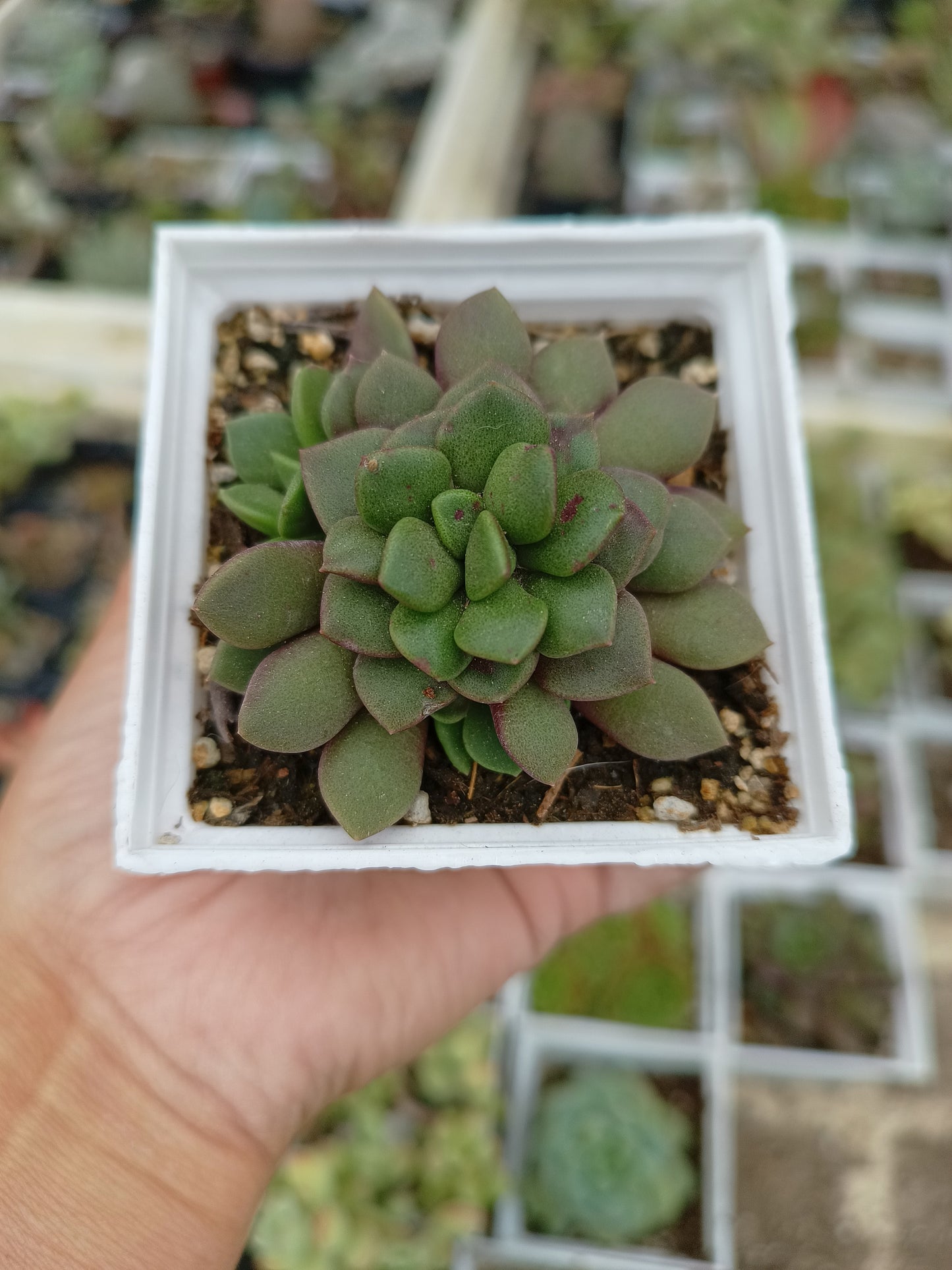 Anacampseros rufescens
