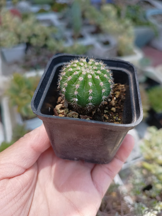 Echinopsis