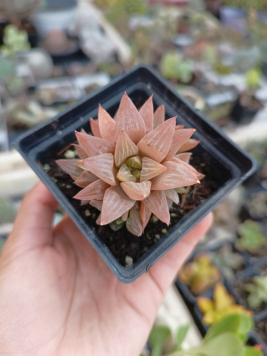 Haworthia retusa