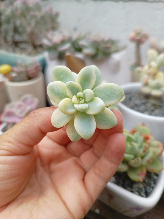 Sedum clavatum variegado