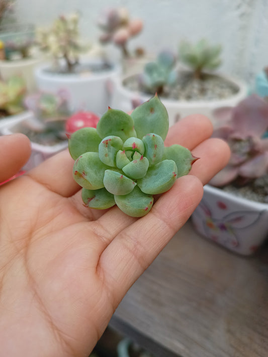 Echeveria 'Salmon' 🇰🇷