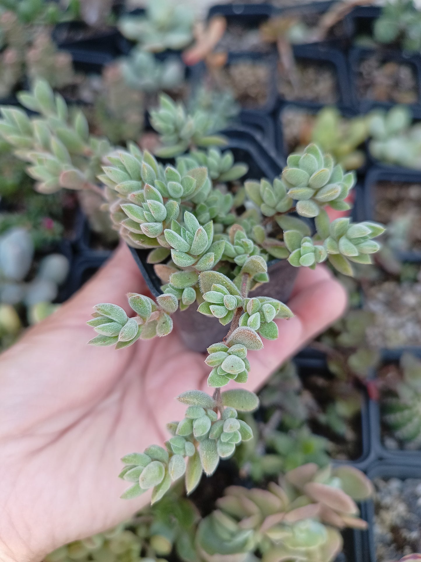 Crassula lanuginosa var. pachystemon