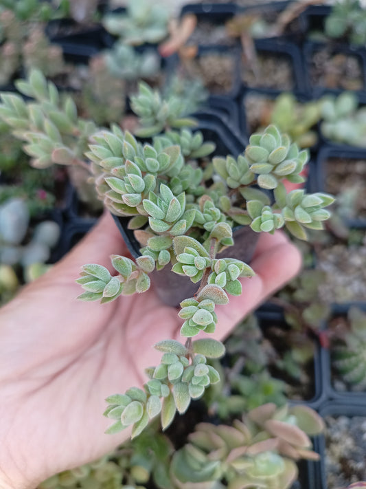 Crassula lanuginosa var. pachystemon