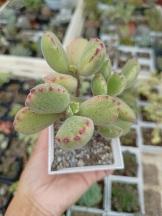 Cotyledon tomentosa variegata