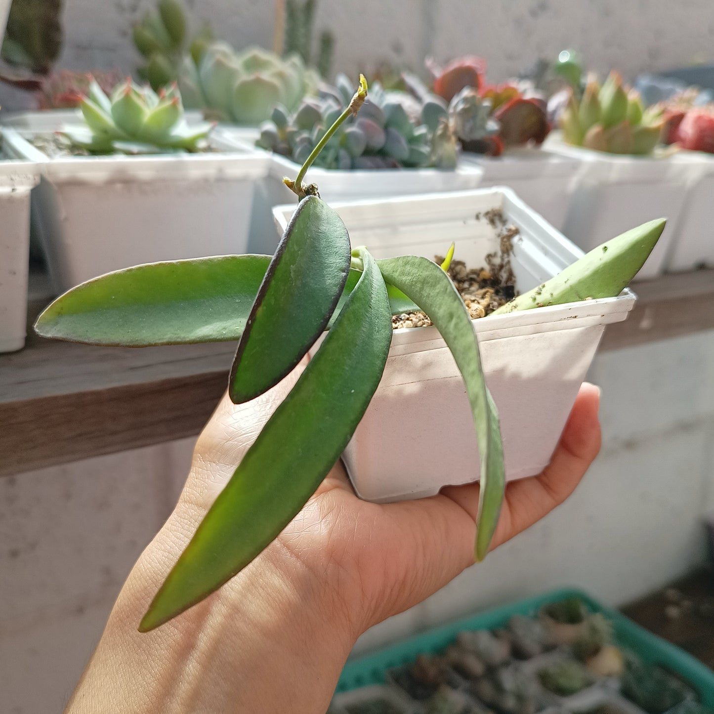 Hoya wayetti