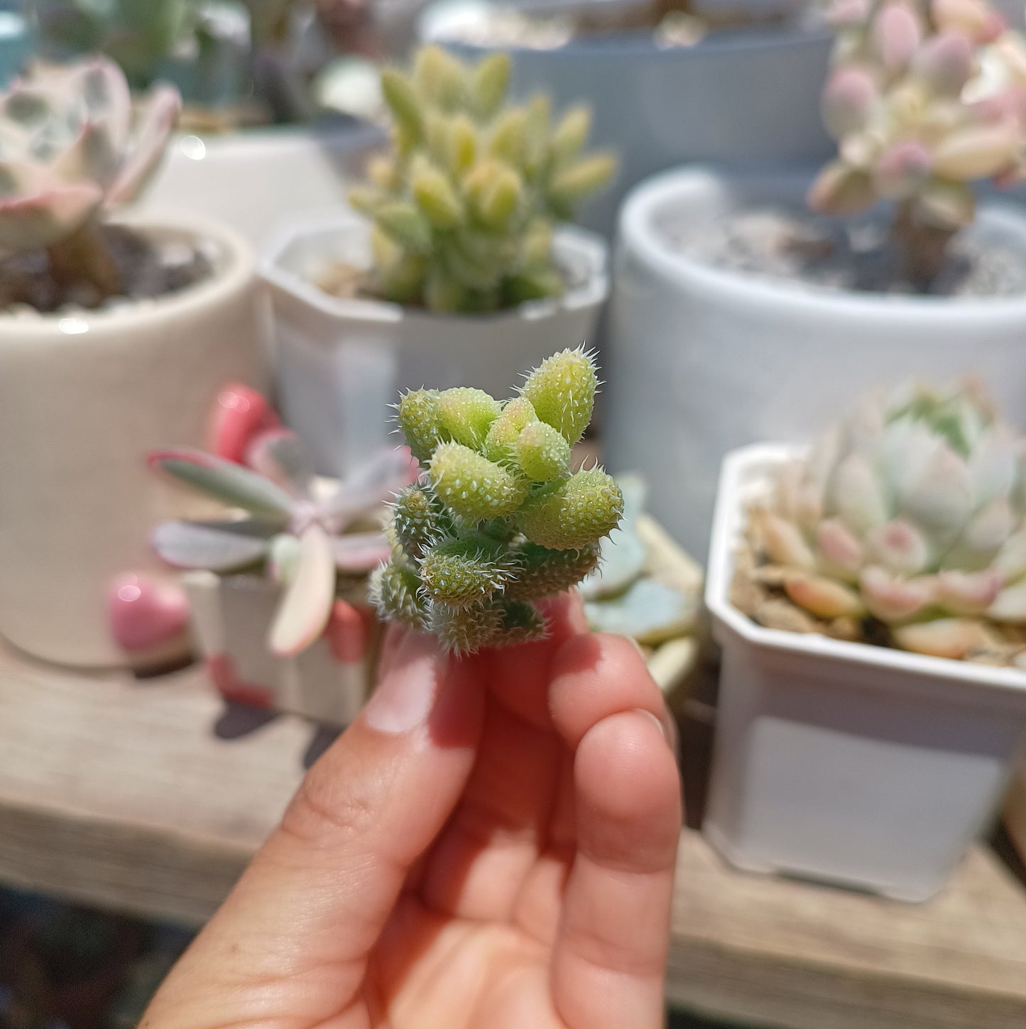 Delosperma echinatum variegata