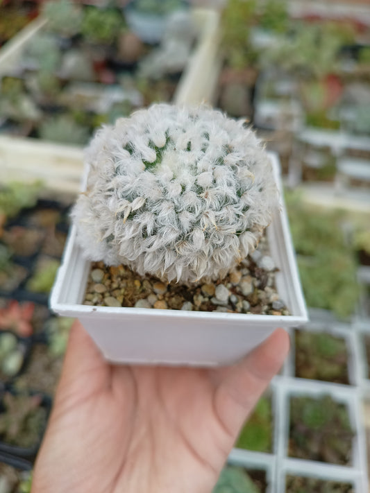 Mammillaria bocasana var. splendens