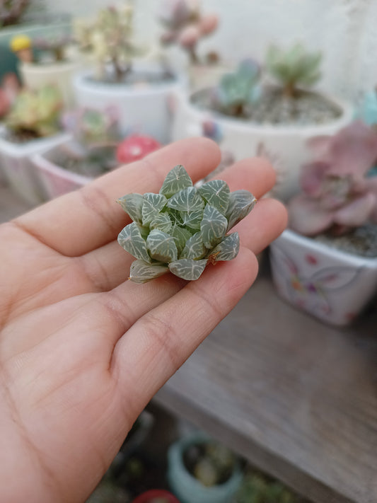 Haworthia cooperi var filifera variegata