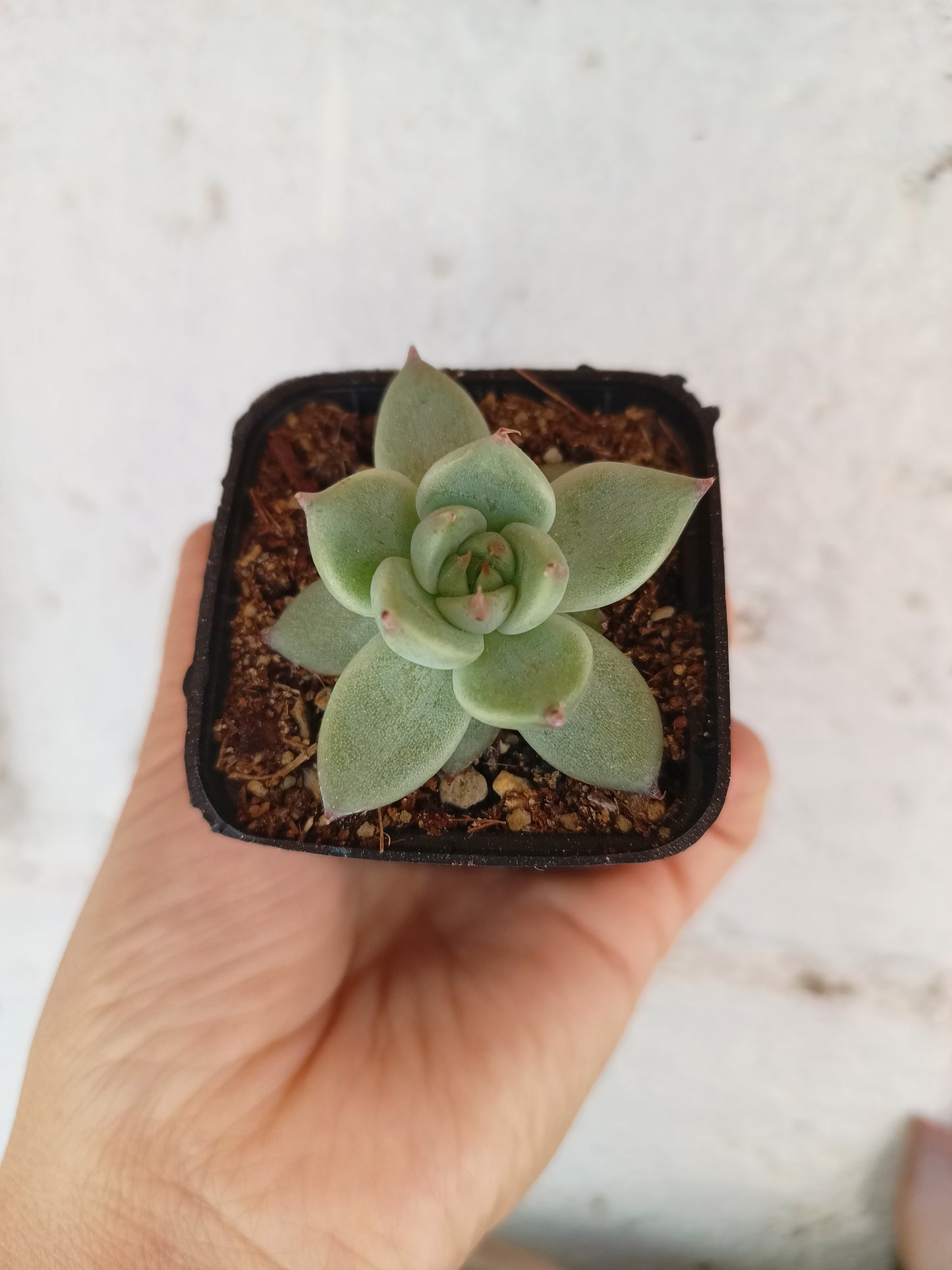 Echeveria 'Toscanelii'