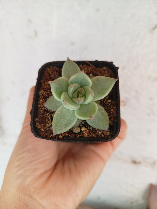 Echeveria 'Toscanelii'