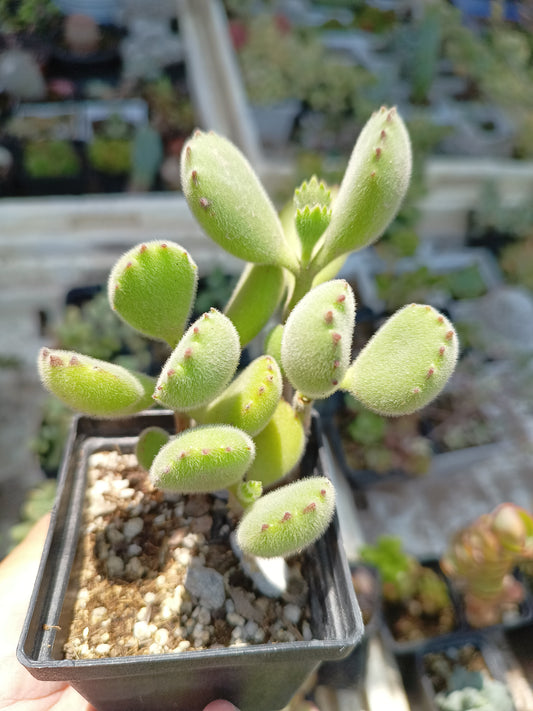 Cotyledon tomentosa