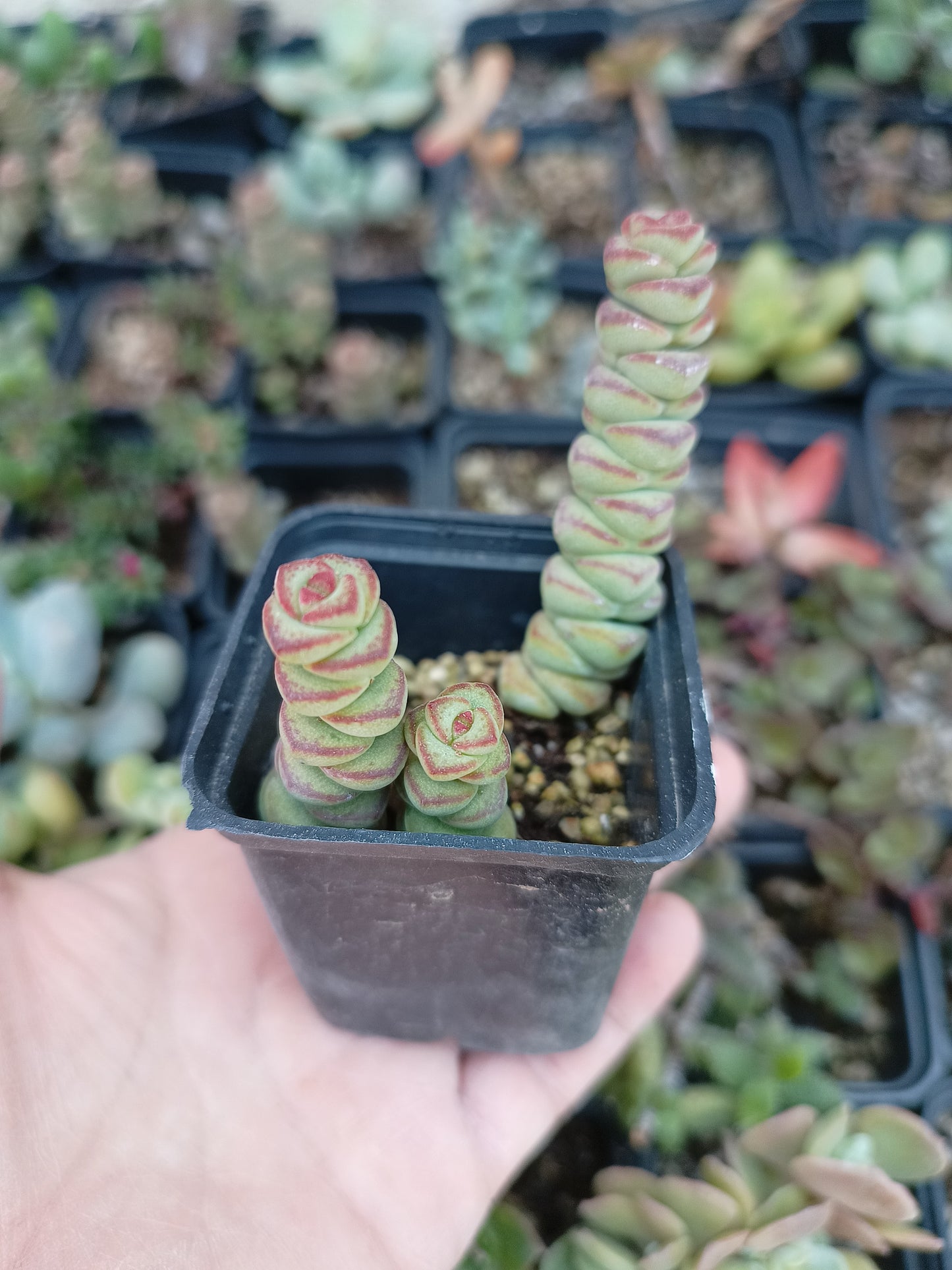 Crassula marnieriana