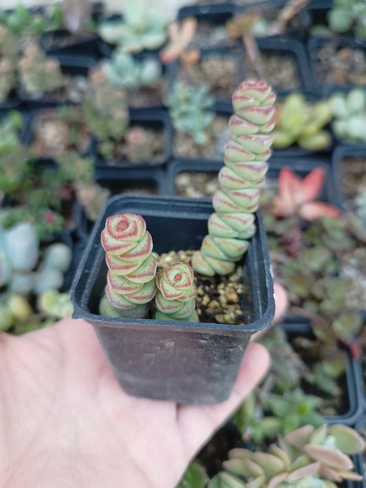 Crassula marnieriana