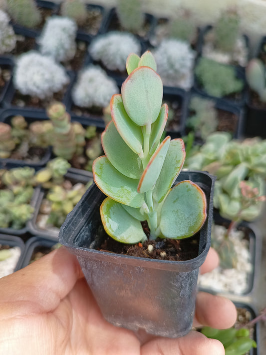 Kalanchoe marnieriana