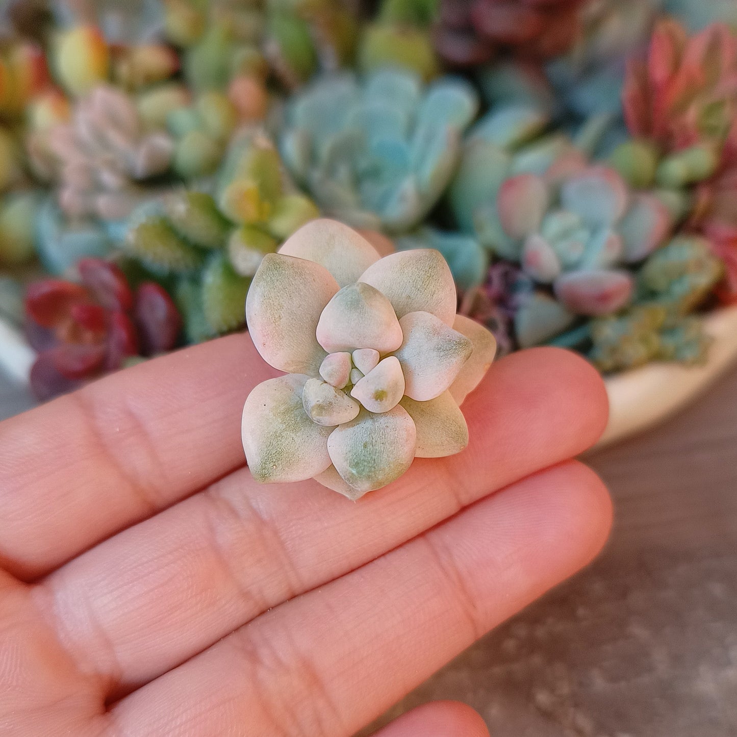 Graptopetalum 'Victor Kane' variegata