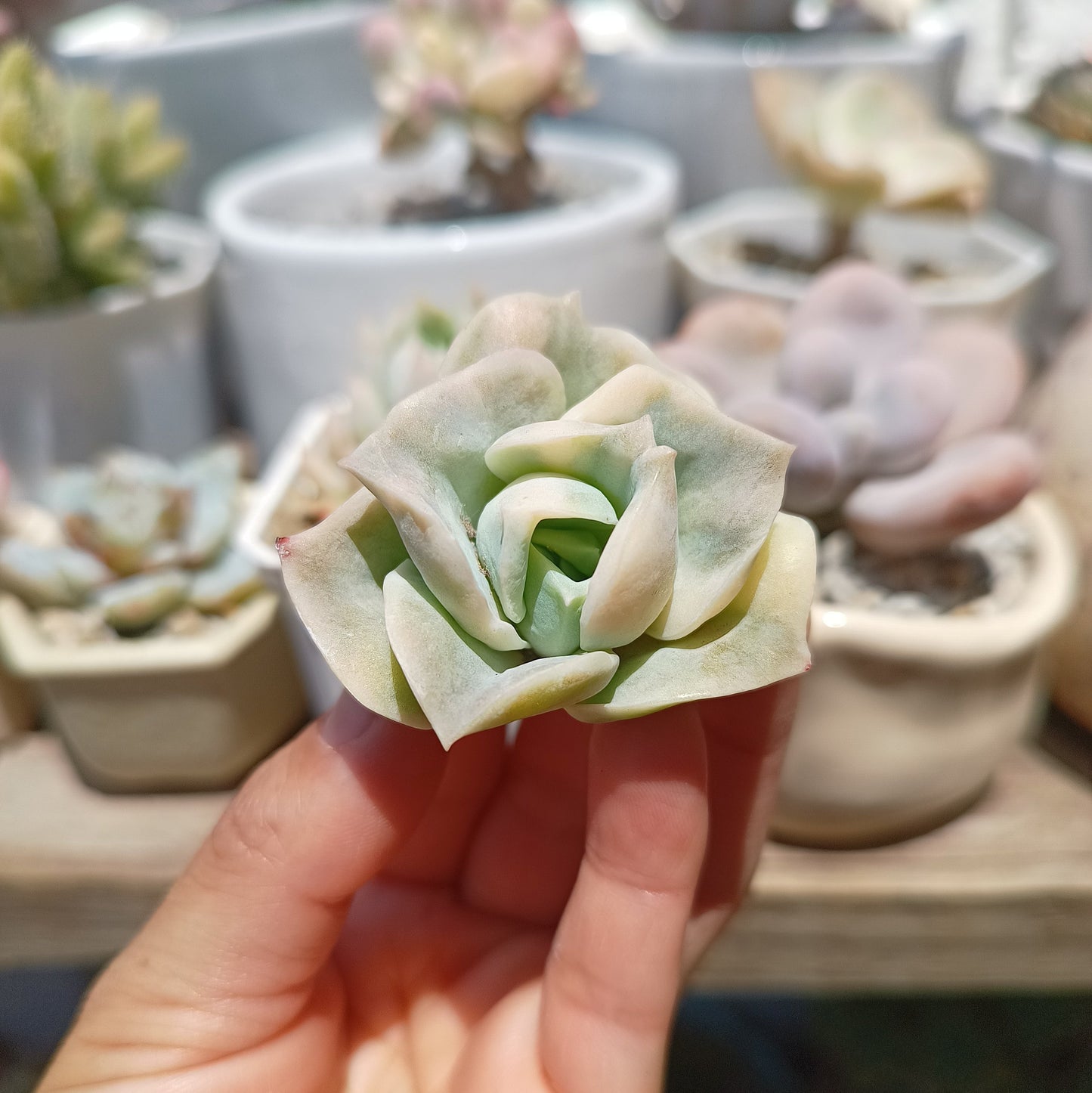 Graptoveria 'Lovely Rose' Variegata
