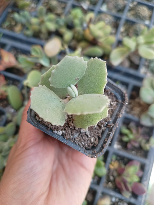 kalanchoe millotii