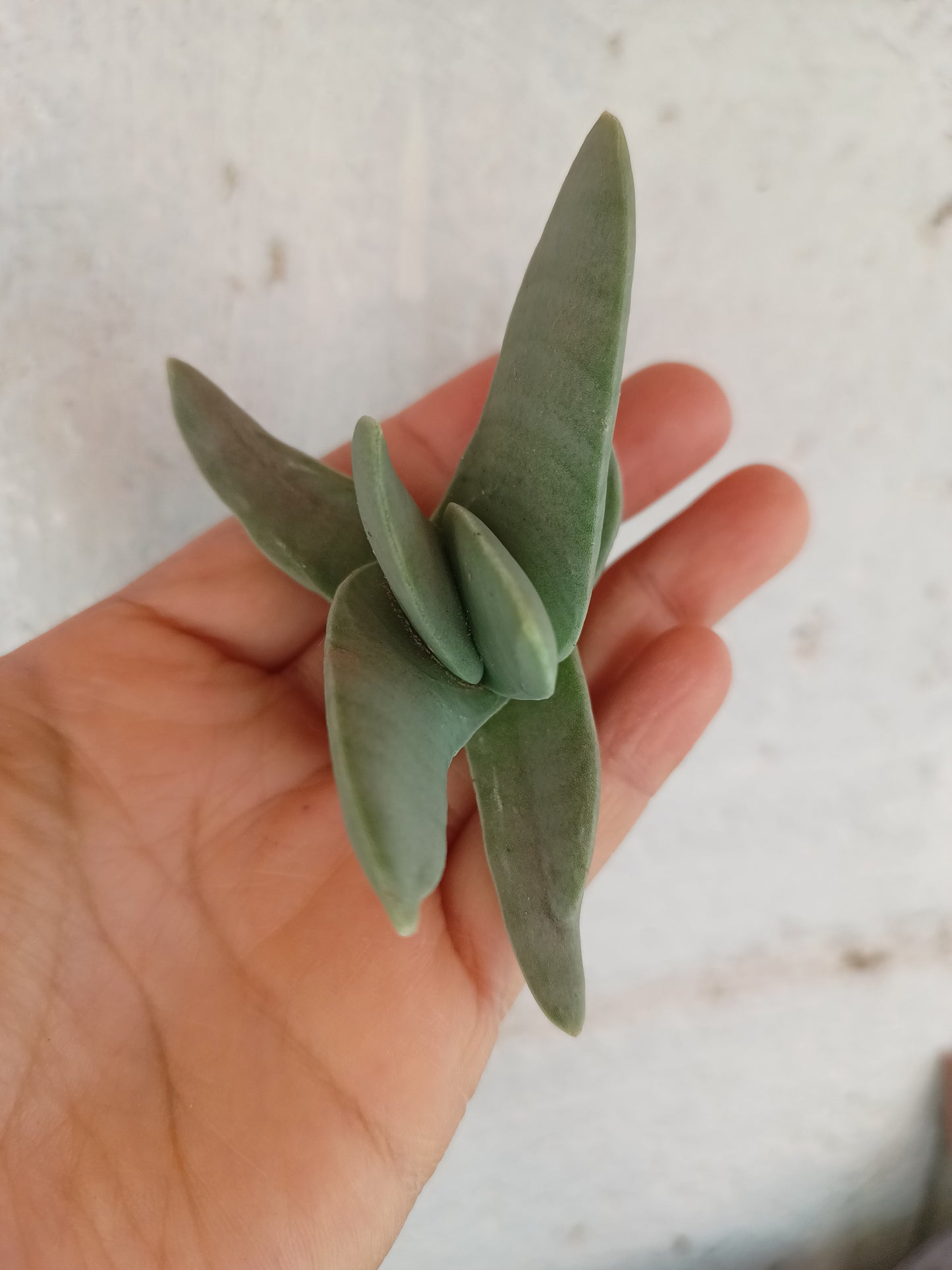 Crassula falcata