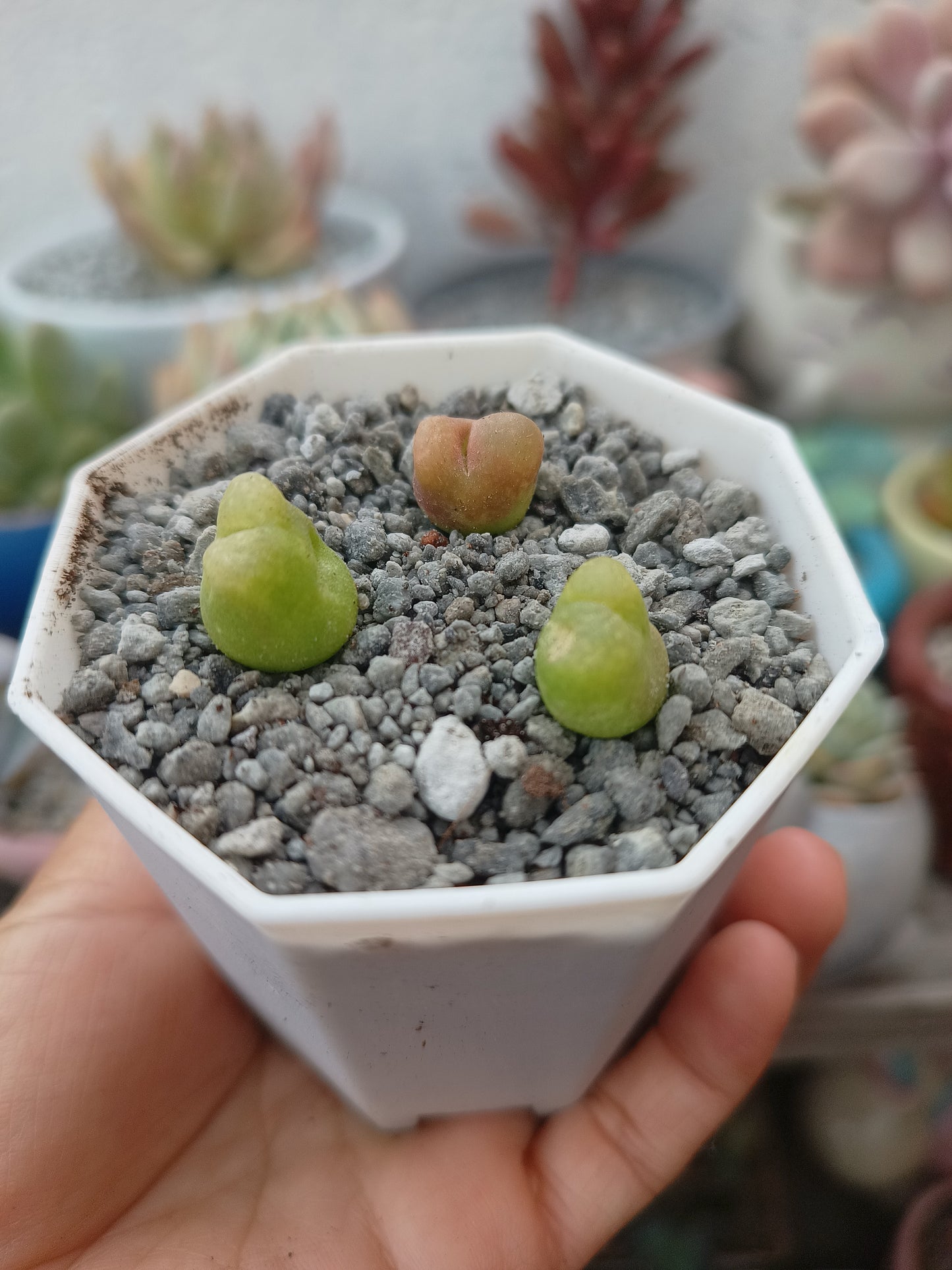 Conophytum maughanii