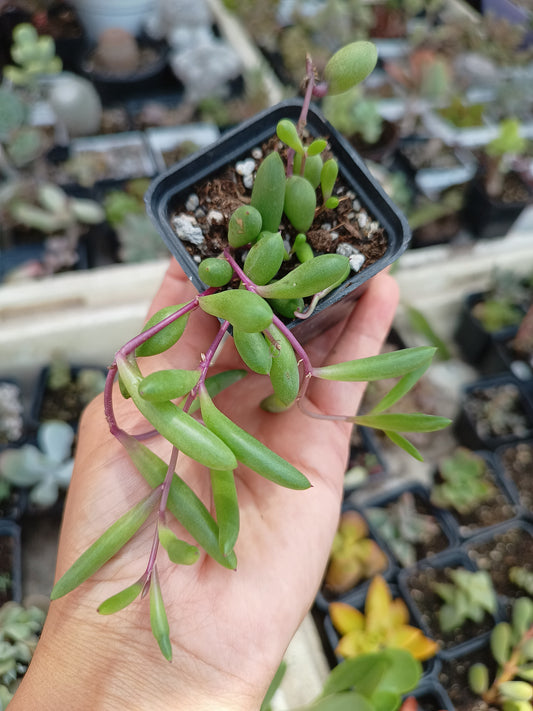 Othonna capensis