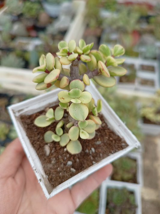Portulacaria afra variegata