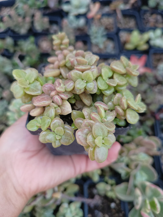 Plectranthus prostratus