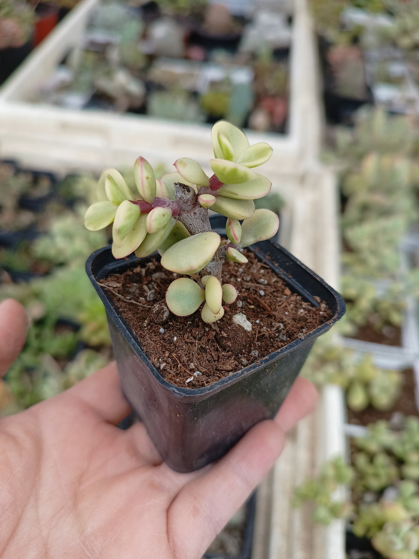 Portulacaria afra variegata
