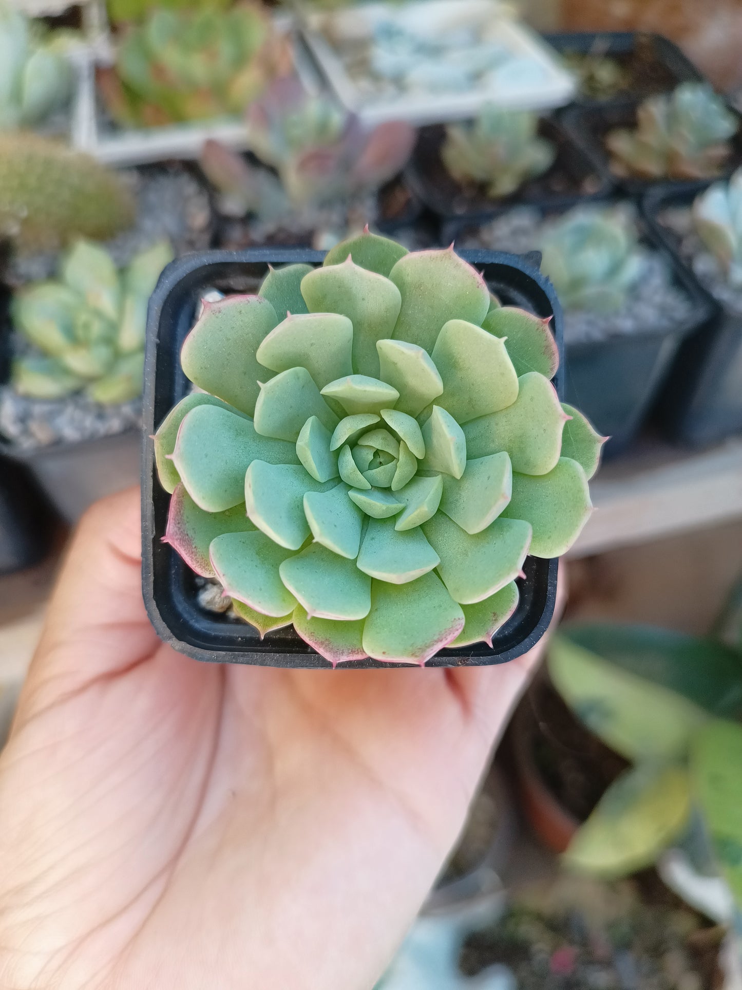 Echeveria agavoides 'casio'