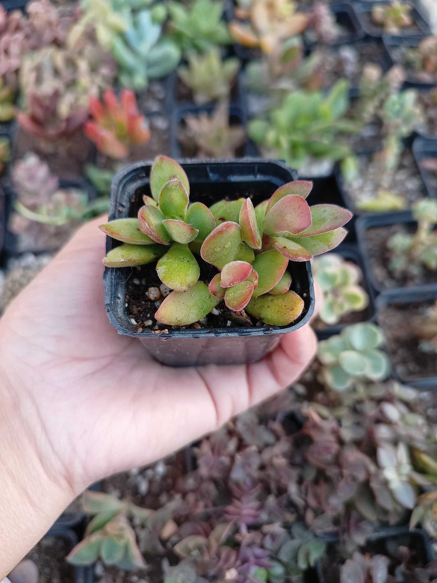 Crassula swaziensis
