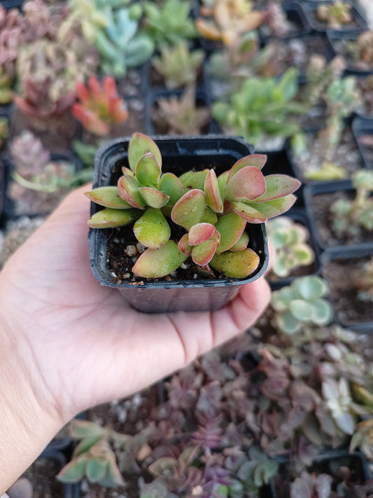 Crassula swaziensis