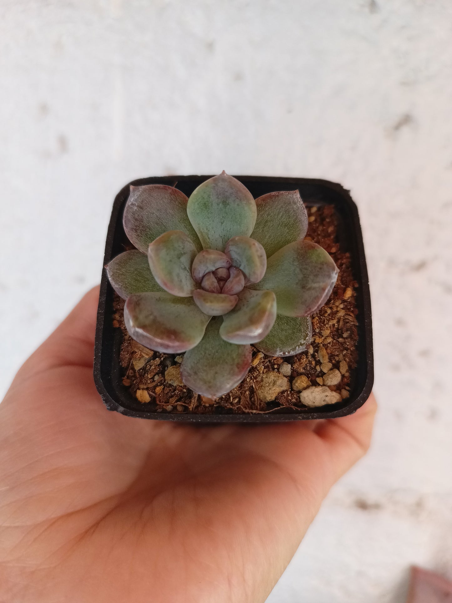 Echeveria 'White Soul'