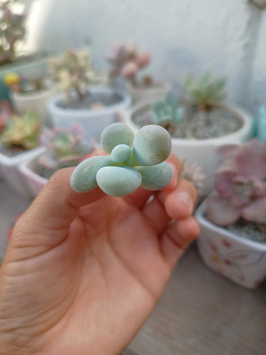 Pachyphytum oviferum