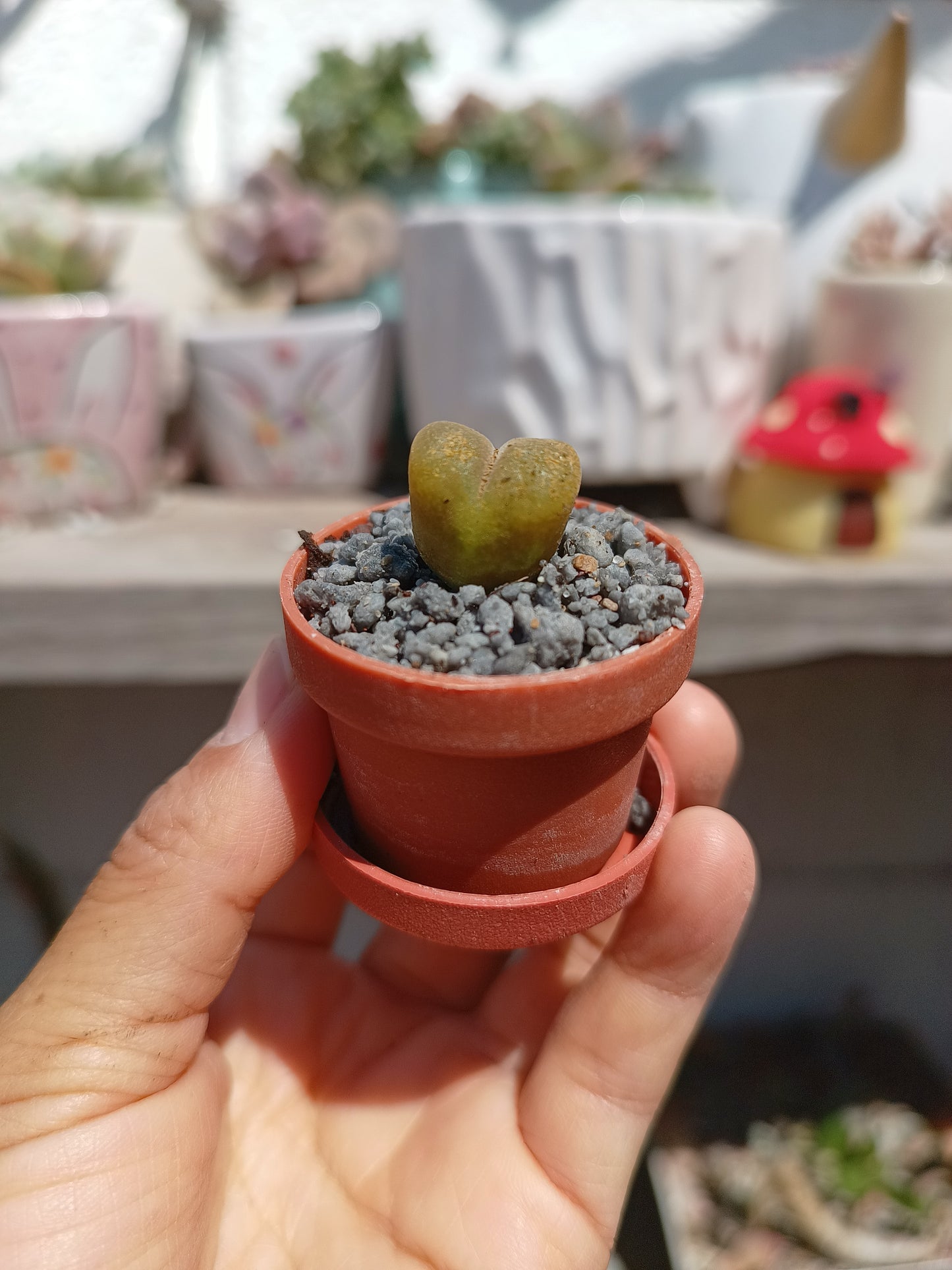Conophytum maughanii