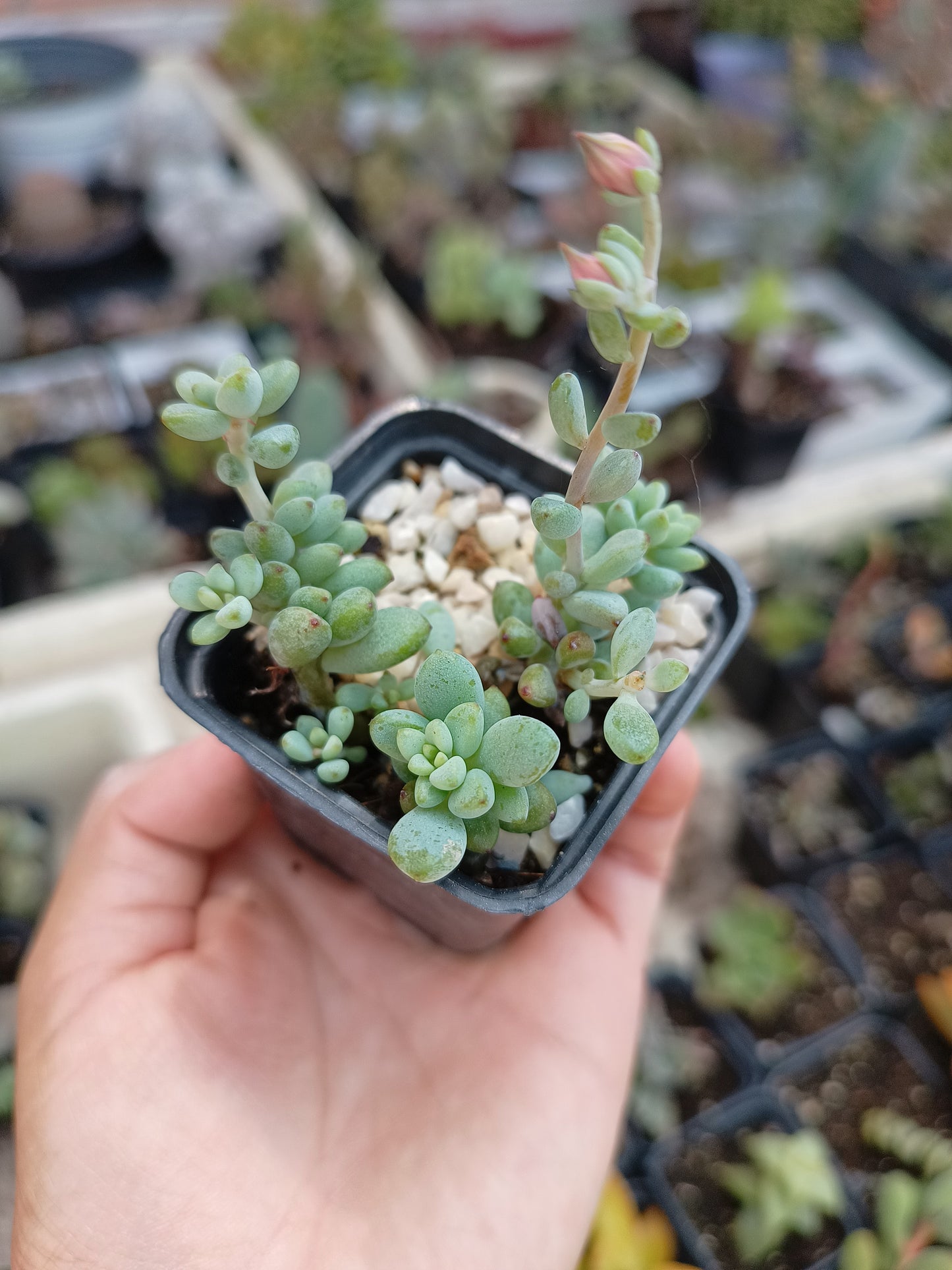 Graptopetalum pachyphyllum