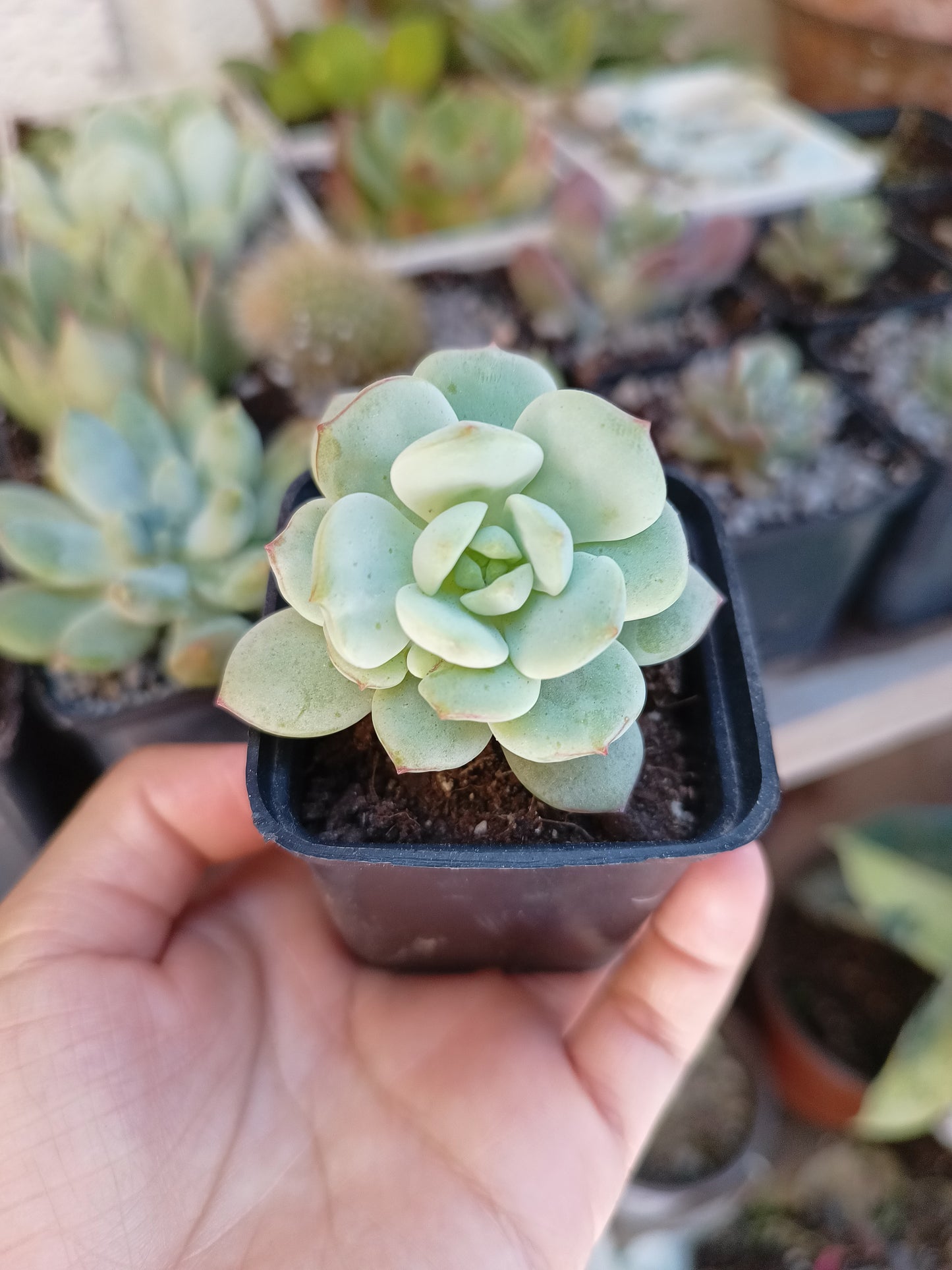 Sedeveria 'Pudgy'