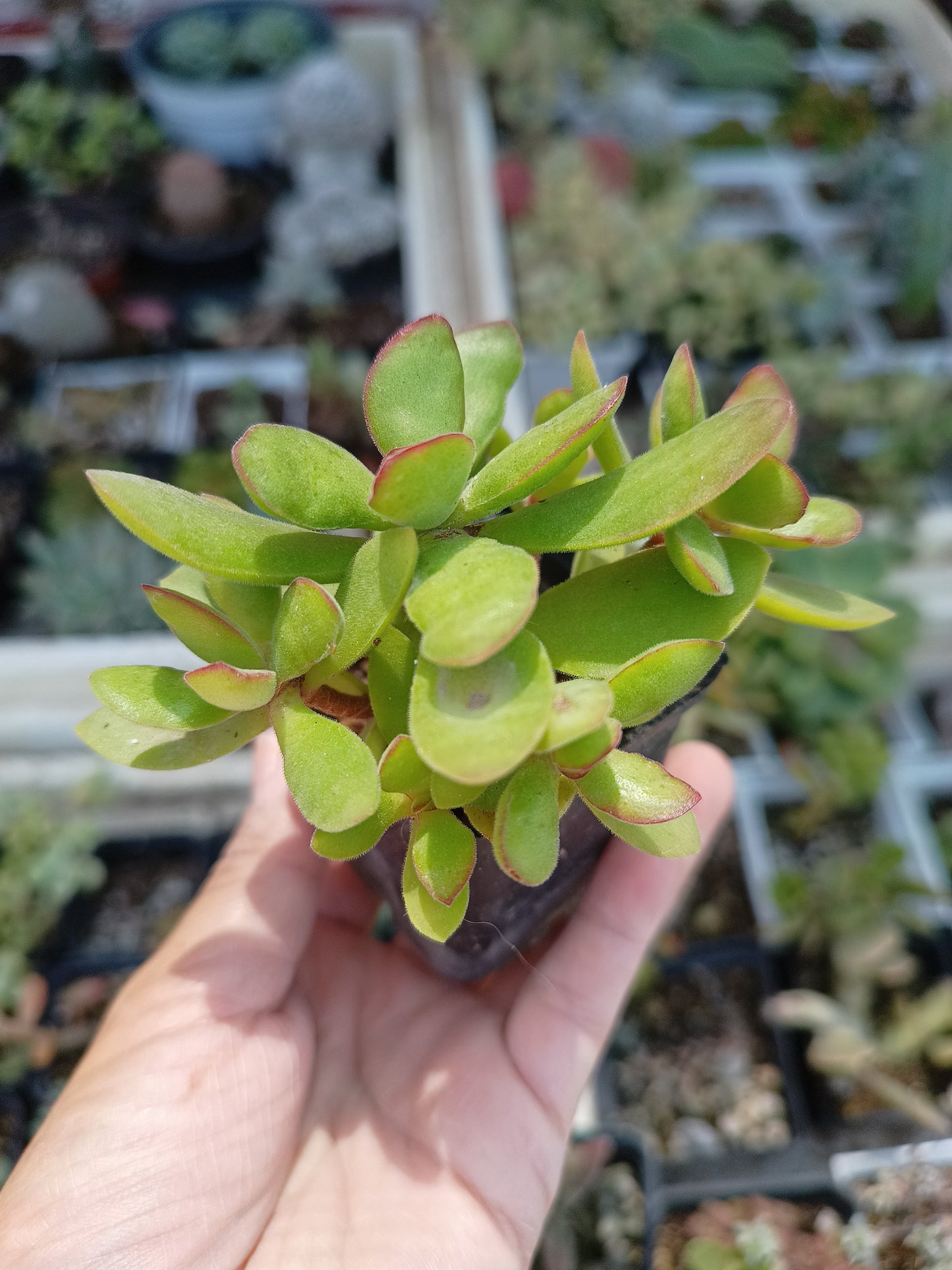 Crassula swaziensis
