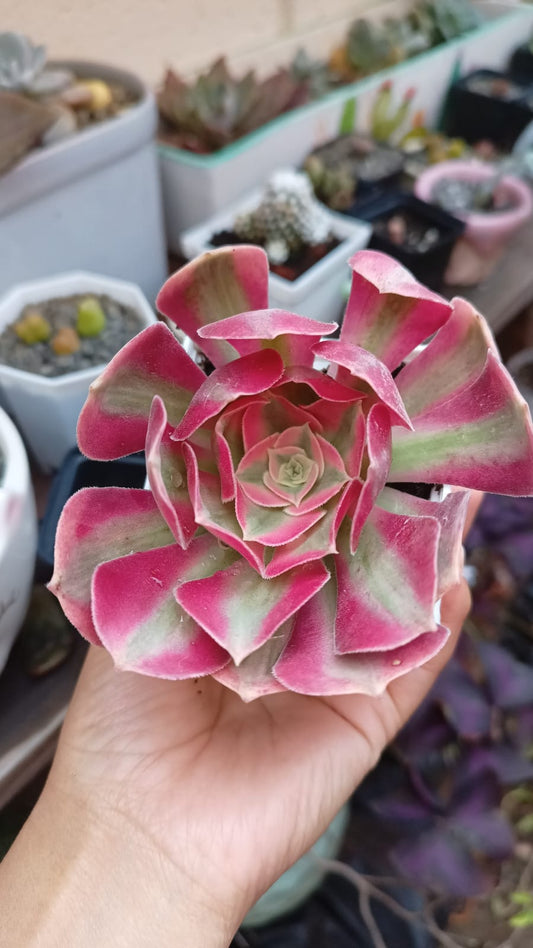 Aeonium 'Pink Witch'