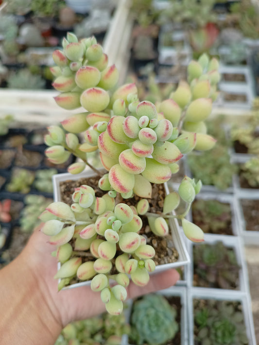 Cotyledon pendens