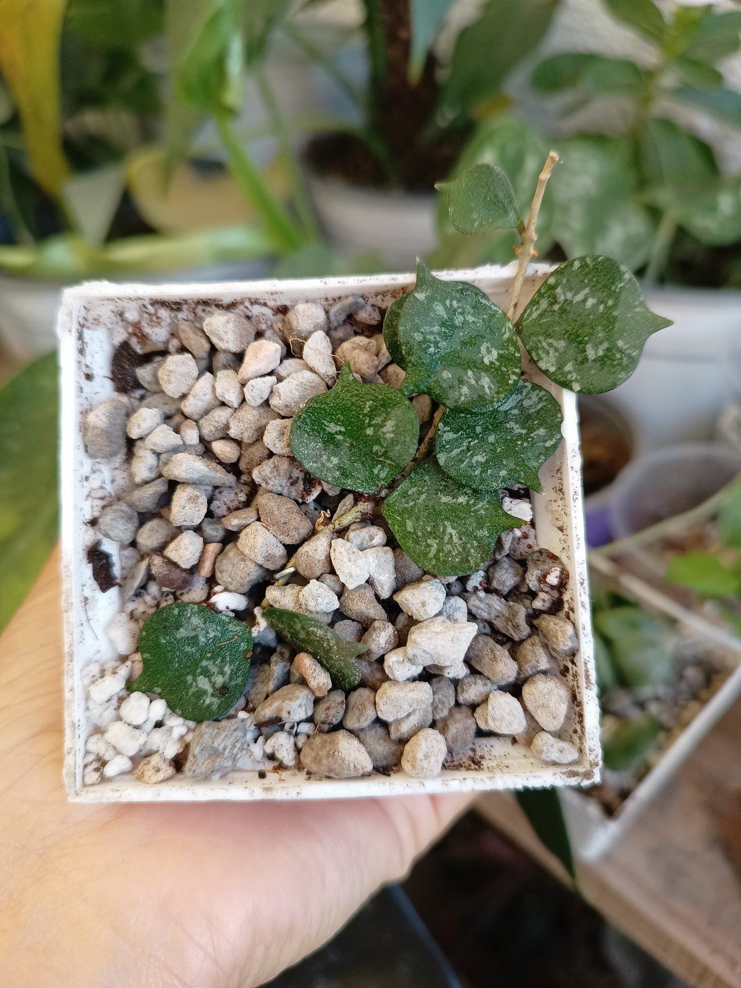 Hoya curtisii