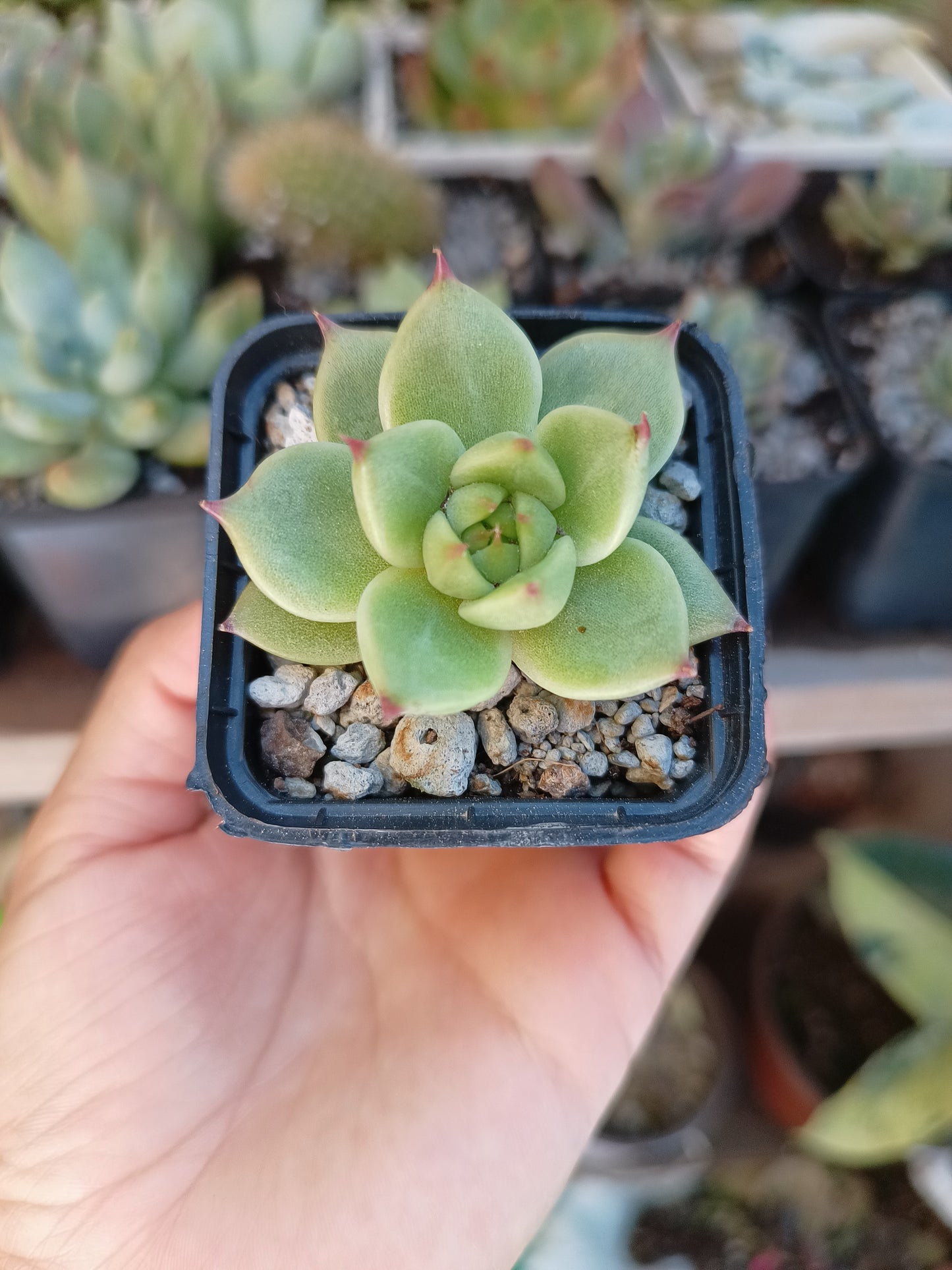 Echeveria 'Toscanelii'