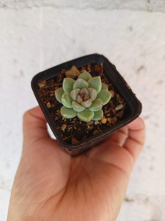 Echeveria 'Amber Rose'
